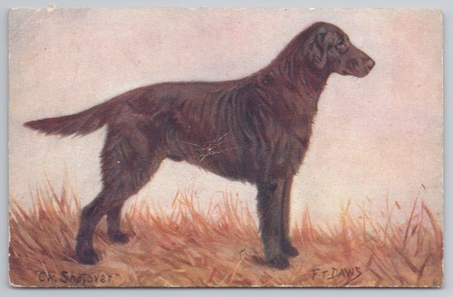 C1912 spratt dogs postcard - spratt's,