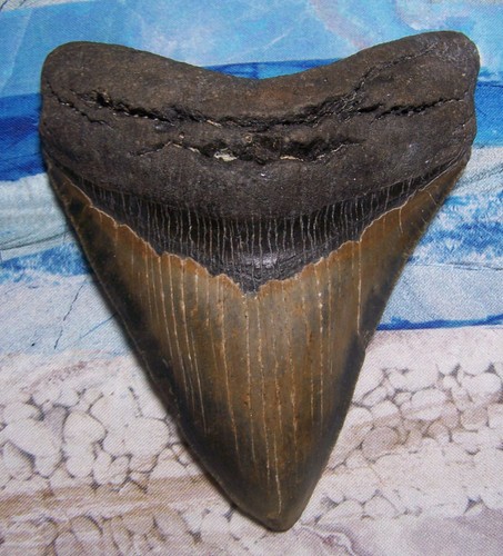 Megalodon shark tooth 16 - shark, 1/16