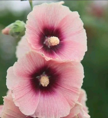 Hollyhock plug plants - x,