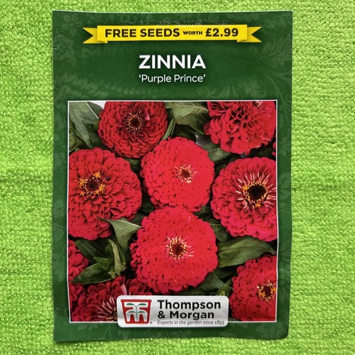 Zinnia purple prince seeds - zinnia,