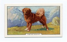 TIBETAN MASTIFF  1938 DOGS 2ND SERIES  DOG CIGARETTE CARD #14