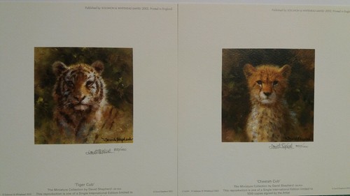 Tiger cheetah cubs david - cubs,