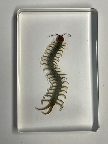 Real insect clear resin - real,
