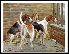 FOXHOUND DOGS LOVELY DOG ART