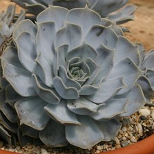 Echeveria Lilacina Plant Plugs Succulent Gravel Garden Pot Rockery, Pack of 3