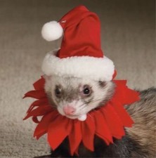 MARSHALL PET FERRET CHRISTMAS
