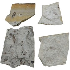 4 Fossil Insect Jehol Biota