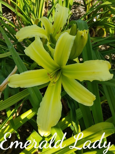 Hemerocallis daylily emerald - hemerocallis,