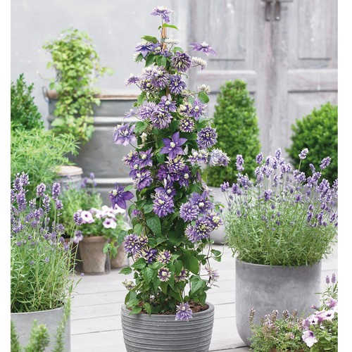 Clematis hardy climbing - hardy,