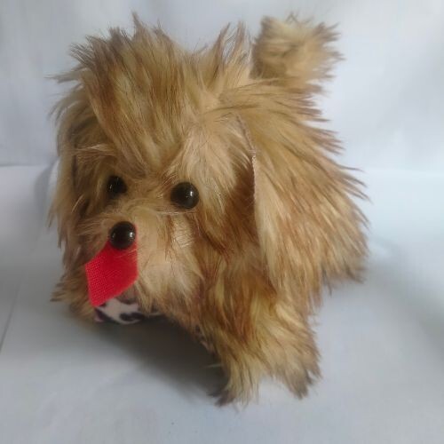 Teddy bear dog puppy animal - puppy,