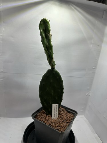 Prickly pear cactus - pear, (opuntia