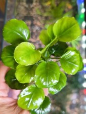 1x Anubias Barteri "Golden Coin" - AQUARIUM PLANT AQUATIC LIVE FISH TANK