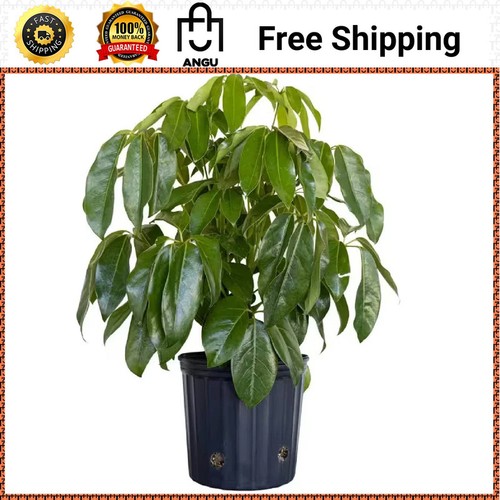 Schefflera amate umbrella - amate,