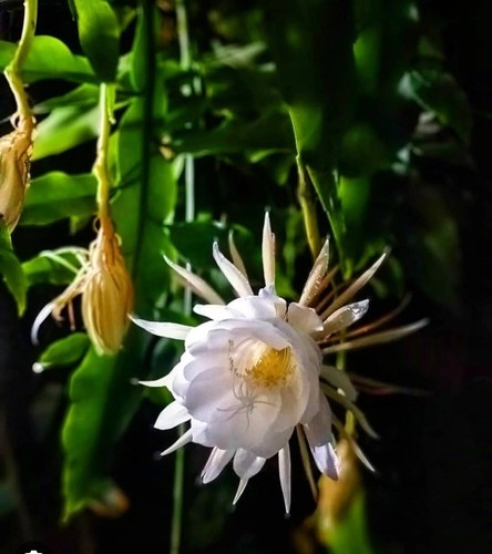 Epiphyllum oxypetalum queen - epiphyllum,