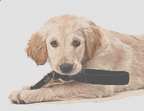 Golden retriever puppy counted - retriever,