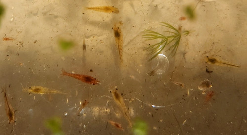 Mix color neocaridina live - color, neocaridina-live