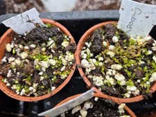 Drosera Binata Ghost one