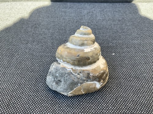 Gastropod fossil pleurotomaria - gastropod,