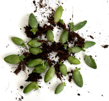 Sedum Morganianum Burrito