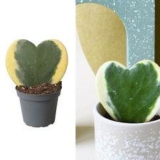 Hoya kerrii 'Variegata' in