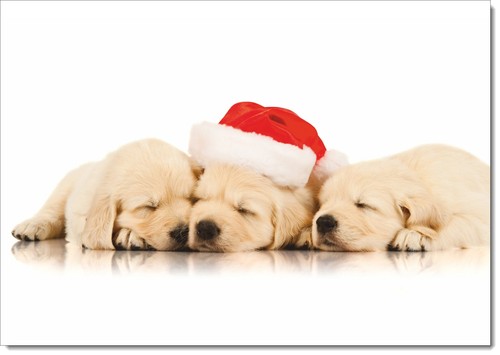 Doodlecards blank christmas - doodlecards,