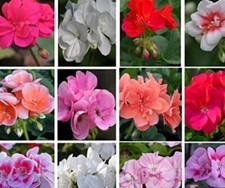 Geranium Mixed F1 summer flowering 6 x large plug plants protect from frost