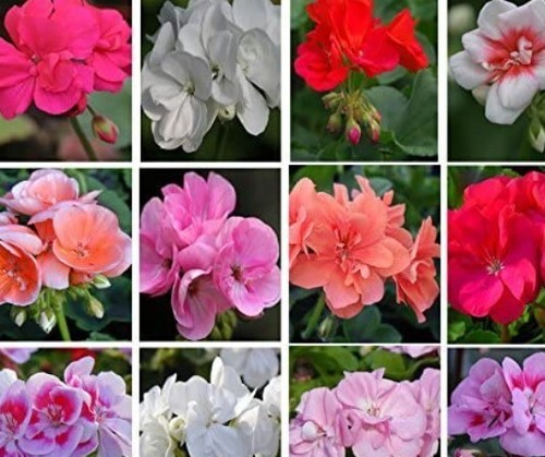 Geranium mixed summer - geranium, f1