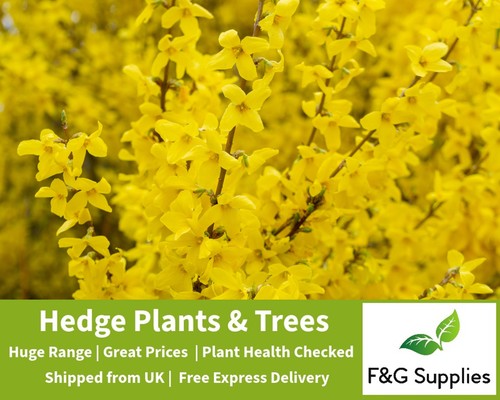 Forsythia spectabilis native - forsythia,