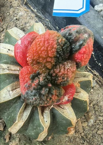 Rareplant ariocarpus fis - rareplant,