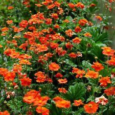 Suttons Geum Mrs Bradshaw