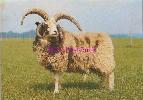 Animals postcard sheep - postcard,