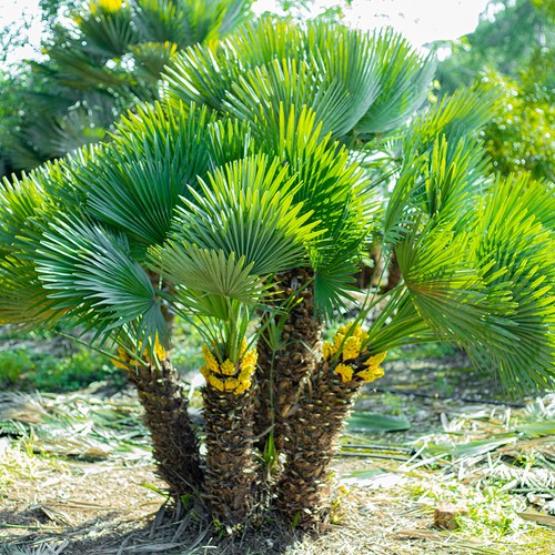 Chamerops humulis - (fan, palm)