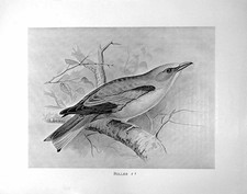 Original Old Antique Print Roller Illustrated F. W. Frohawk C1896-98 Victorian