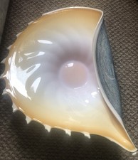  Large Shell blown glass