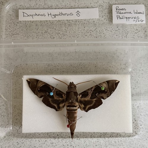 Entomology daphnis hypothous - daphnis,