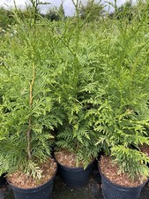 10x conifer trees thuja - 10x,