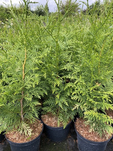 Thuja plicata gelderland - 5x,
