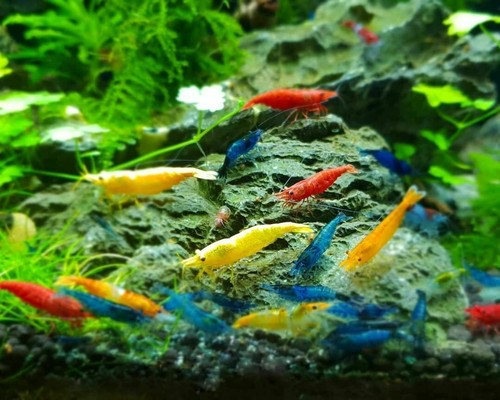 Mixed color neocaridina - 10+1,