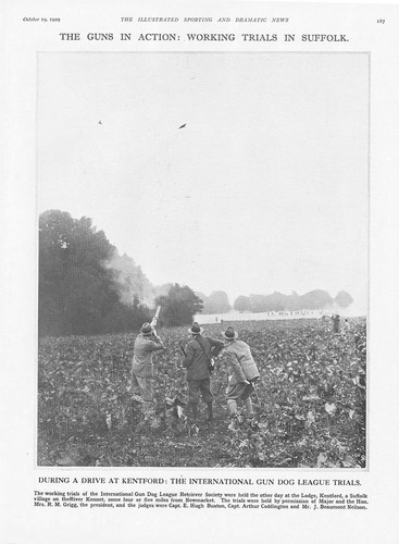 Kentford suffolk gun dog - suffolk,
