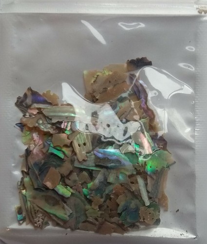 Paua green abalone - , shell