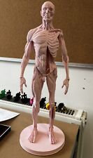 Human Anatomical| Anatomy Torso Body Muscle Incredibly Detailed 41cm Tall