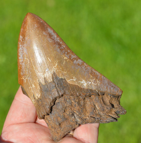 Large genuine megalodon - genuine,