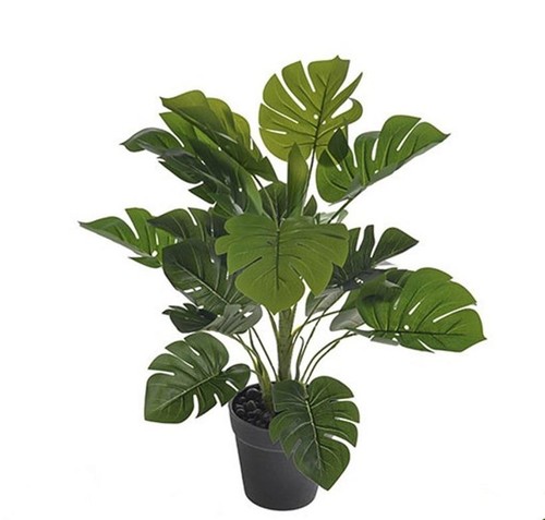 Philodendron - (cheese, plant)