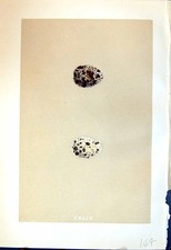 Old Rev. Morris C1875 Natural History British Bird Eggs Common Quail Victorian