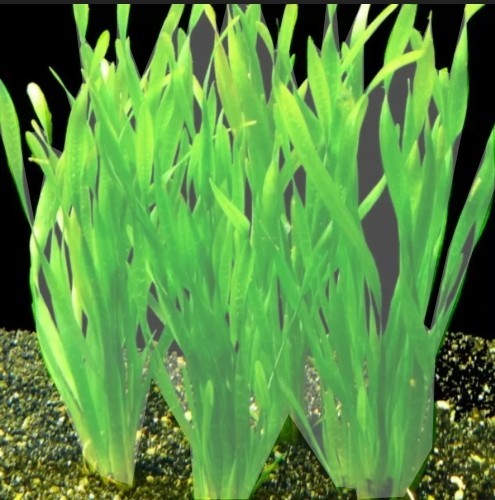 Vallisneria torta tropical - vallisneria,