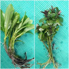 3 x Water Mint Mentha 6 x  forget me not Myosotis Pond Plants Marginal