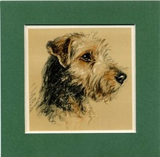 Lucy Dawson  ~ Welsh Terrier ~