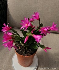 Easter Cactus Magenta ,  1