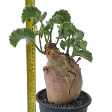 Cyphostemma uter for sale by