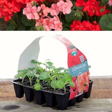 Plug Plants Geranium Hot and